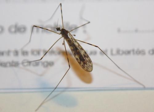Réf. 221 575 : Limonia nubeculosa
